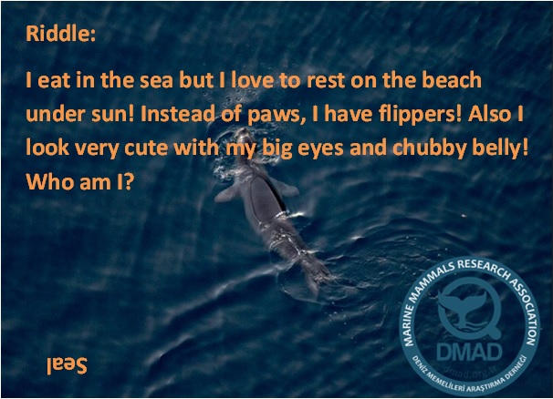 DMAD - Marine Mammals Research Association